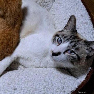 青眼のシャムキジ男の子11ヶ月 優しい性格