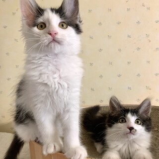 ふわふわ癒し系の女の子