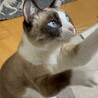 人間に対してはとても社交的で初めてうちに来た人でも擦り寄って挨拶します
