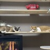 新居でキャットウォークをＤＩＹしたら２匹ともくつろいでくれてます。