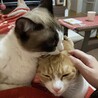 すぐ先住のミントにシャー言われますがたまに仲良し