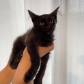 長毛　黒猫　オス　幸せのカギしっぽ　生後2〜3ヶ月