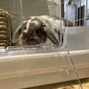 急募！家族を失ってしまったホーランドロップの男の子 サムネイル2