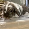 急募！家族を失ってしまったホーランドロップの男の子 サムネイル3