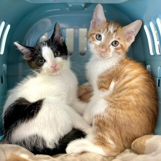 【8/4芝浦】すくすく成長中♪仲良し兄弟