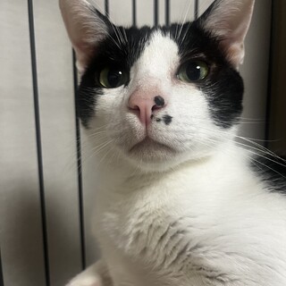 やんばるから来た男の子、むぅくん(MIX成猫)