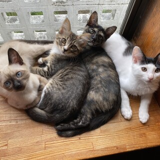 子猫を家族にしてくれると助かります