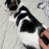 やんばるから来た男の子、むぅくん(MIX成猫) サムネイル7