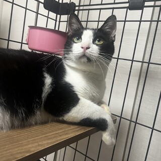 やんばるから来た男の子、まぁくん(MIX成猫)