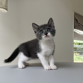 雑種のわんぱくな1ヶ月の子猫です！
