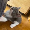 雑種のわんぱくな1ヶ月の子猫です！ サムネイル2