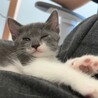 雑種のわんぱくな1ヶ月の子猫です！ サムネイル3