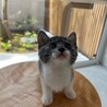 雑種のわんぱくな1ヶ月の子猫です！ サムネイル4