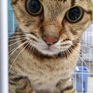 元飼い猫　処分対象　収容期限8/5迄