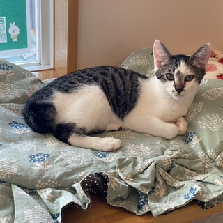 シベリアンハスキーみたいな模様子猫