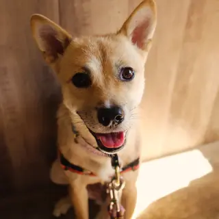 先住ワンちゃんの妹分に♪このちゃん♡