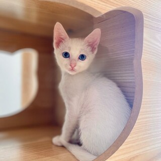 ブルーアイの白猫女子『ほのかちゃん』