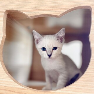 おっとり系シャムMIX女子『あおねちゃん』