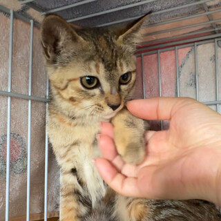 少し毛長×キジサビmix♡おしゃれ♡2〜3ヶ月子猫