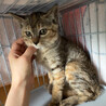 少し毛長×キジサビmix♡おしゃれ♡2〜3ヶ月子猫 サムネイル2