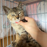 少し毛長×キジサビmix♡おしゃれ♡2〜3ヶ月子猫 サムネイル3