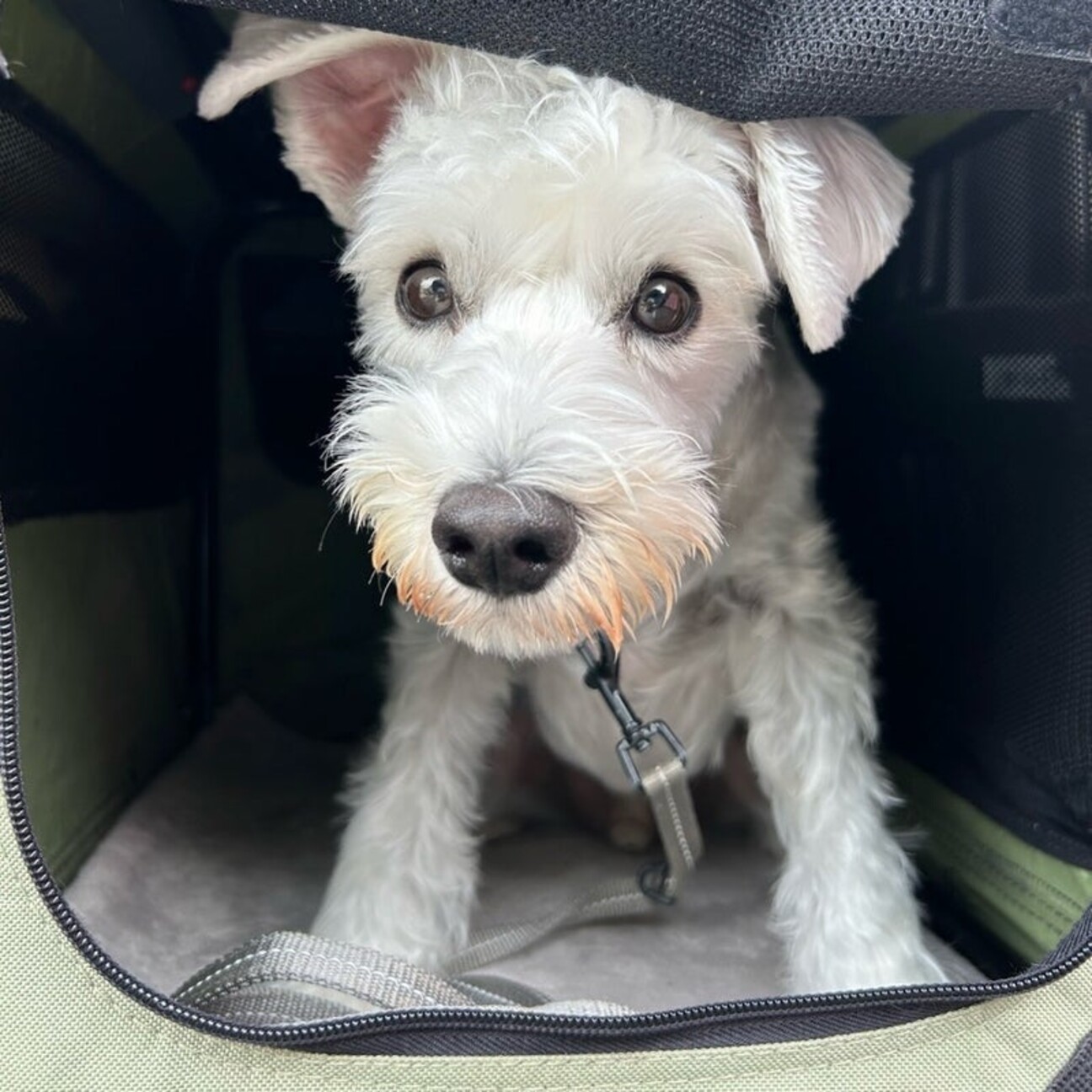 ミニチュアシュナウザー｜犬種別に選ぶ｜高品質・高機能 ドッグフード