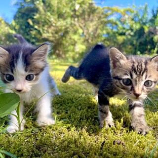 【里親募集】生後1ヶ月弱　女の子2匹