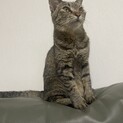可愛がってくださる方　メス猫　5歳