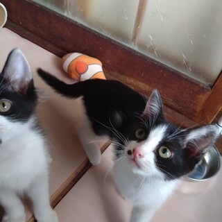 ３ヶ月　白黒ハチワレ　甘えん坊で、やんちゃな女の子