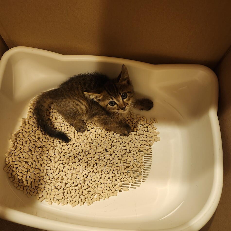 かぼすのカバー写真