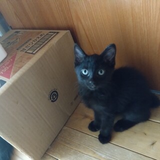 ３ヶ月　黒猫　やんちゃな女の子