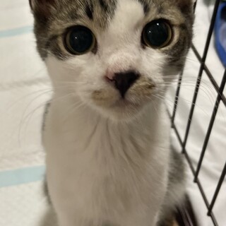 人懐っこく猫好きで先住猫さんとも仲良くなれます‼️