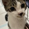 人懐っこく猫好きで先住猫さんとも仲良くなれます‼️ サムネイル2