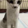 人懐っこく猫好きで先住猫さんとも仲良くなれます‼️ サムネイル3