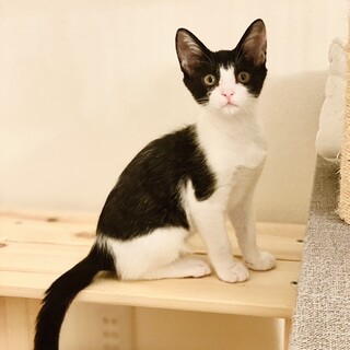 元気いっぱい、性格抜群のハチワレ福くん