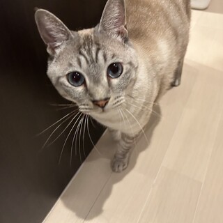 シャム系MIX ブルーアイズ 甘えん坊な男の子です