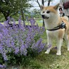 秋田犬マロンさん