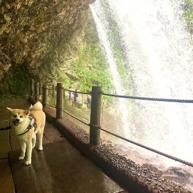 秋田犬マロンのカバー写真