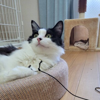 8/11さいたま市岩槻区　ちまきちゃん