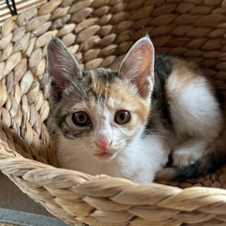 8/18カインズホーム浦和美園　momoちゃん