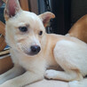 恥ずかしがりのMIX子犬！ブルマ サムネイル3