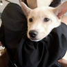 恥ずかしがりのMIX子犬！ブルマ サムネイル4