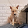 恥ずかしがりのMIX子犬！ブルマ サムネイル6