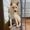恥ずかしがりのMIX子犬！ブルマ サムネイル7