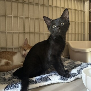 8/4津田沼ෆ⃛人馴れ抜群ですෆ⃛といろくん