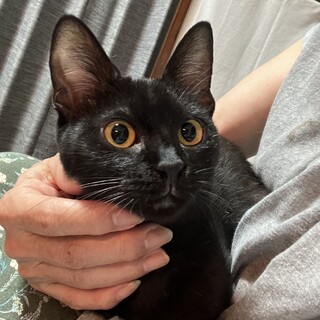【9/8新橋】スリゴロお膝大好き黒猫ナナちゃん