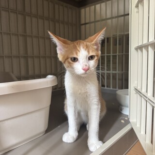 8/4津田沼ෆ⃛人馴れ抜群ですෆ⃛いろはくん