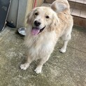 ゴールデンレトリバー 1歳6ヶ月 男の子