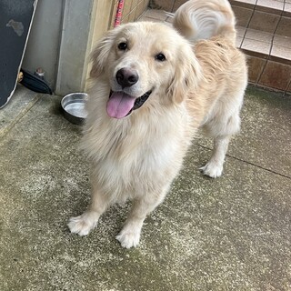 ゴールデンレトリバー 1歳6ヶ月 男の子