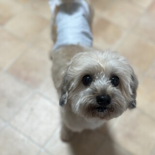 8歳のてんくん　シープー　甘えん坊でベビーフェイス